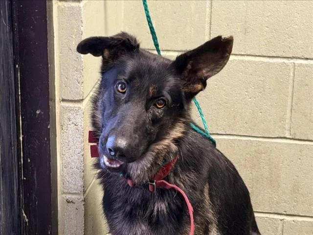 An adult large-sized female German Shepherd Dog dog named Bailee for adoption in Tulsa, OK