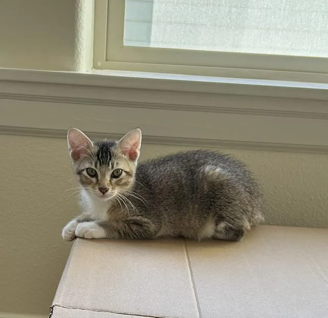 A baby medium-sized male Brown / Chocolate Domestic Short Hair cat named Kevin for adoption in Portland, OR