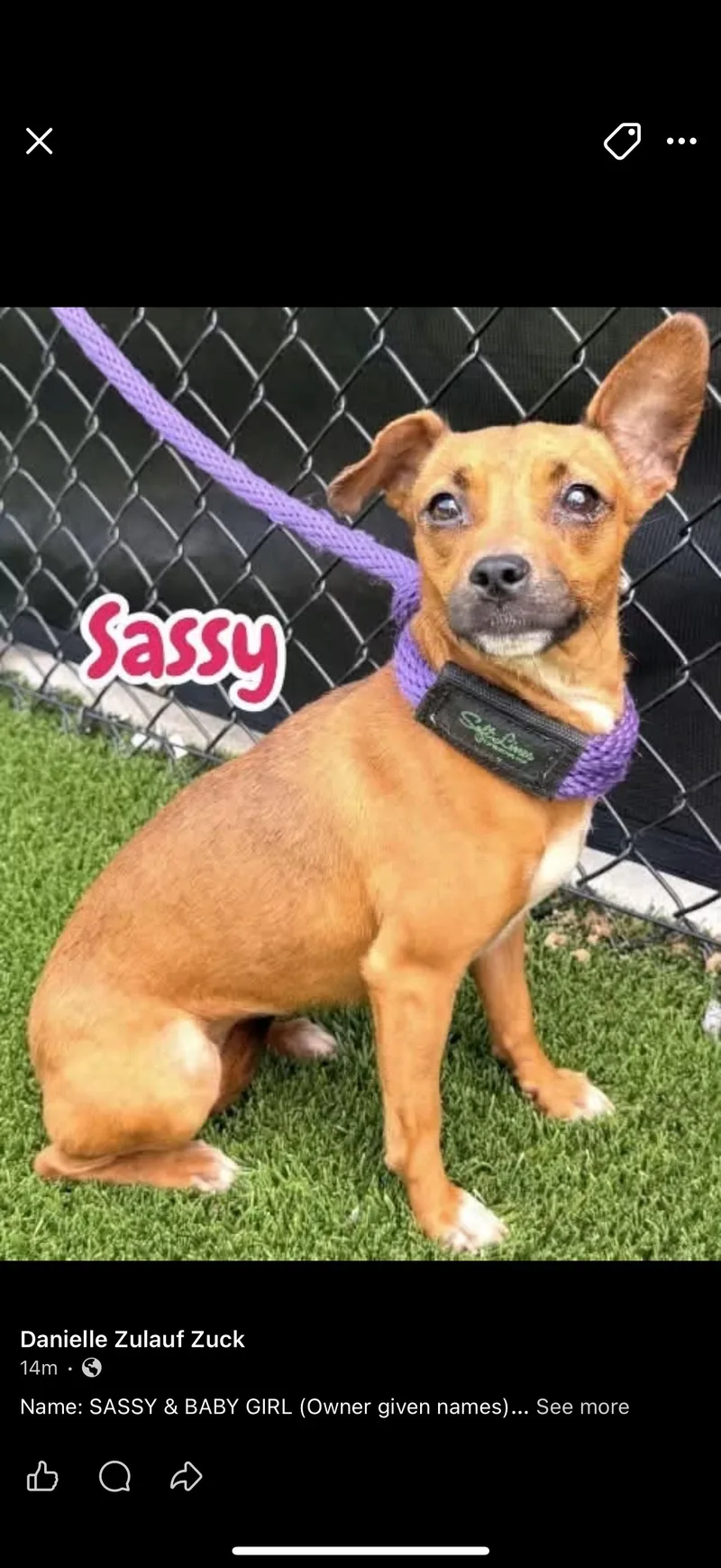 A young small-sized female Chihuahua dog named Sassy for adoption in Carmel, NY