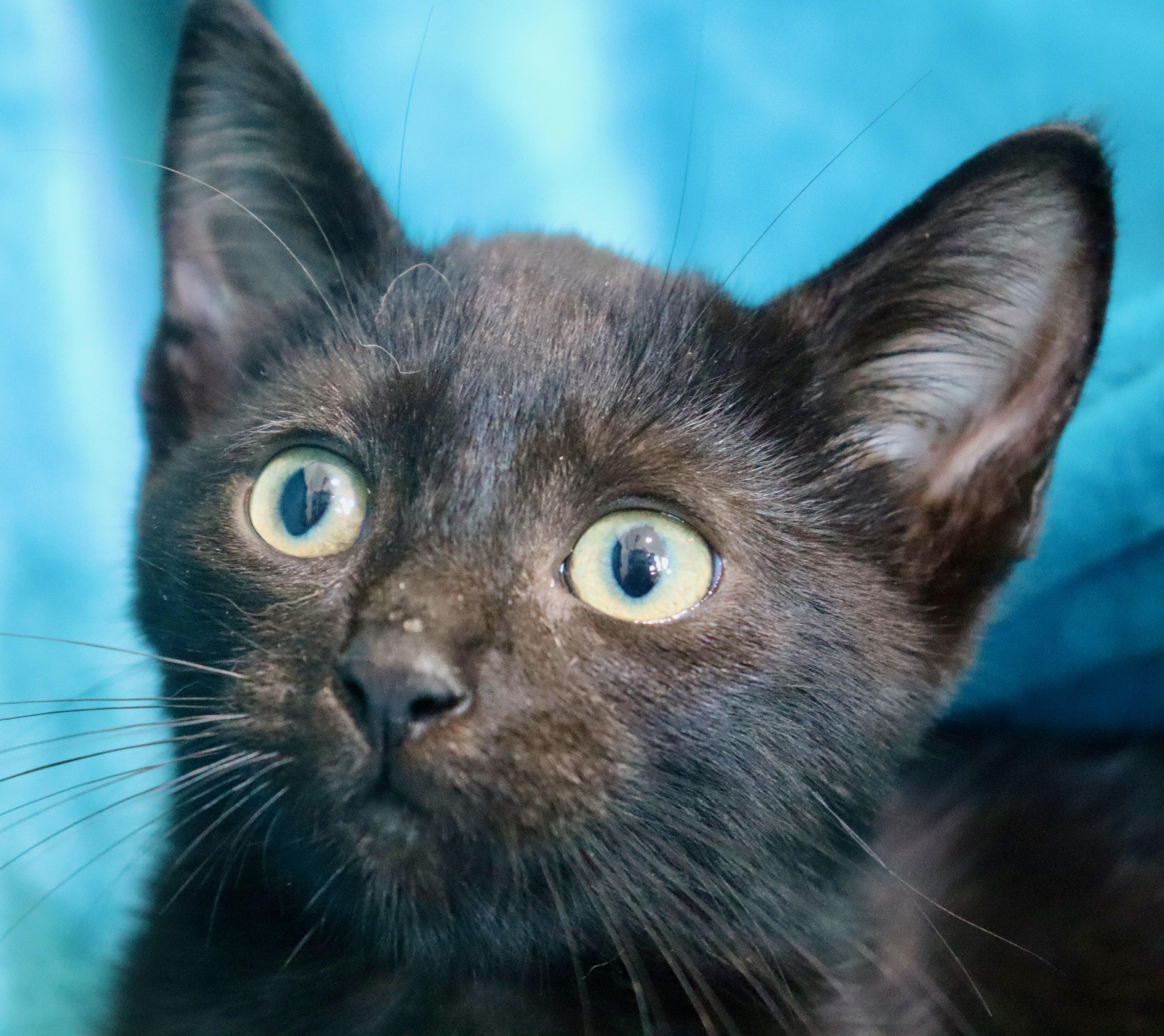 A baby medium-sized male Black Bombay cat named Cody for adoption in Saint Augustine, FL