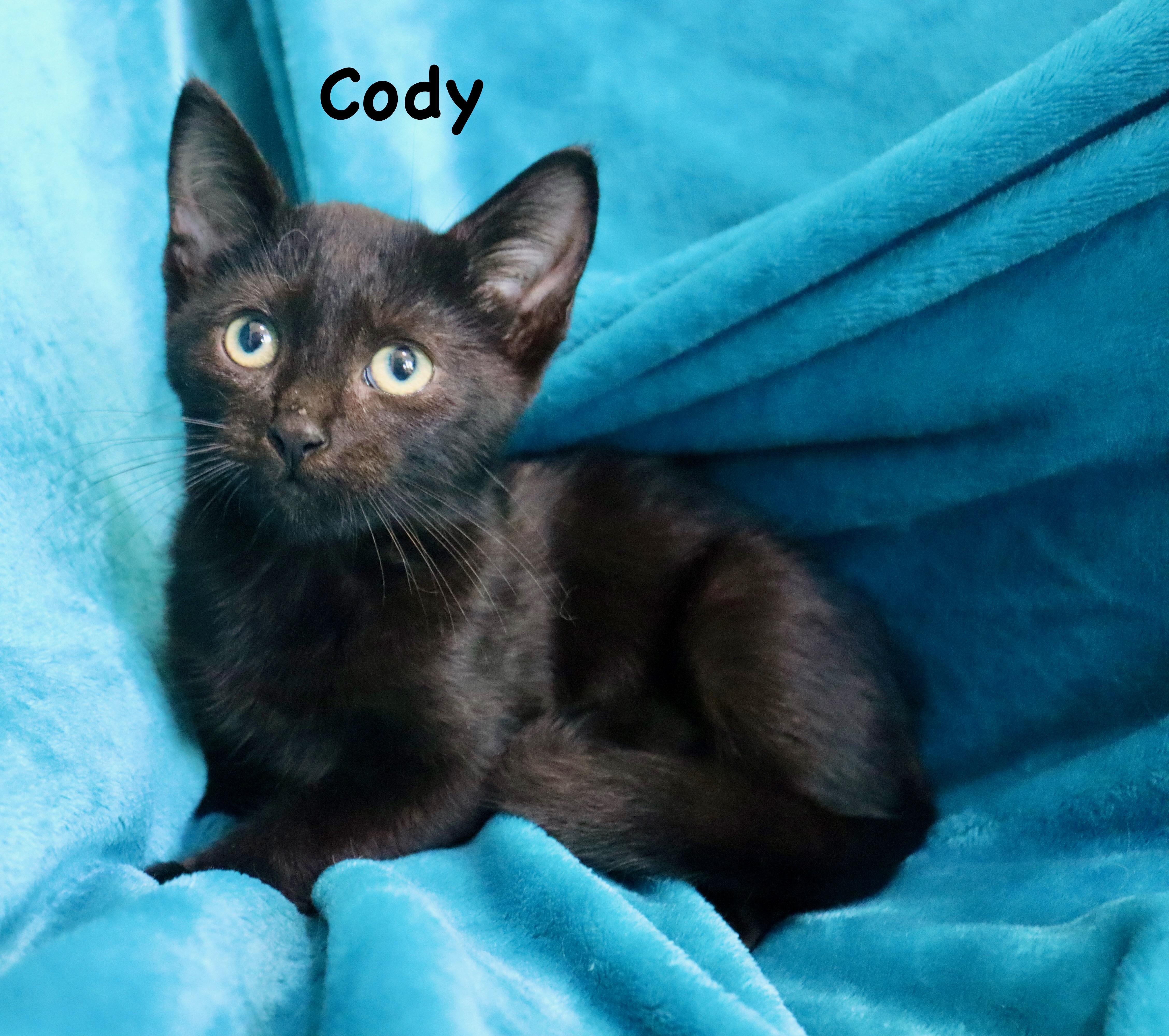 Cody thumbnail 4