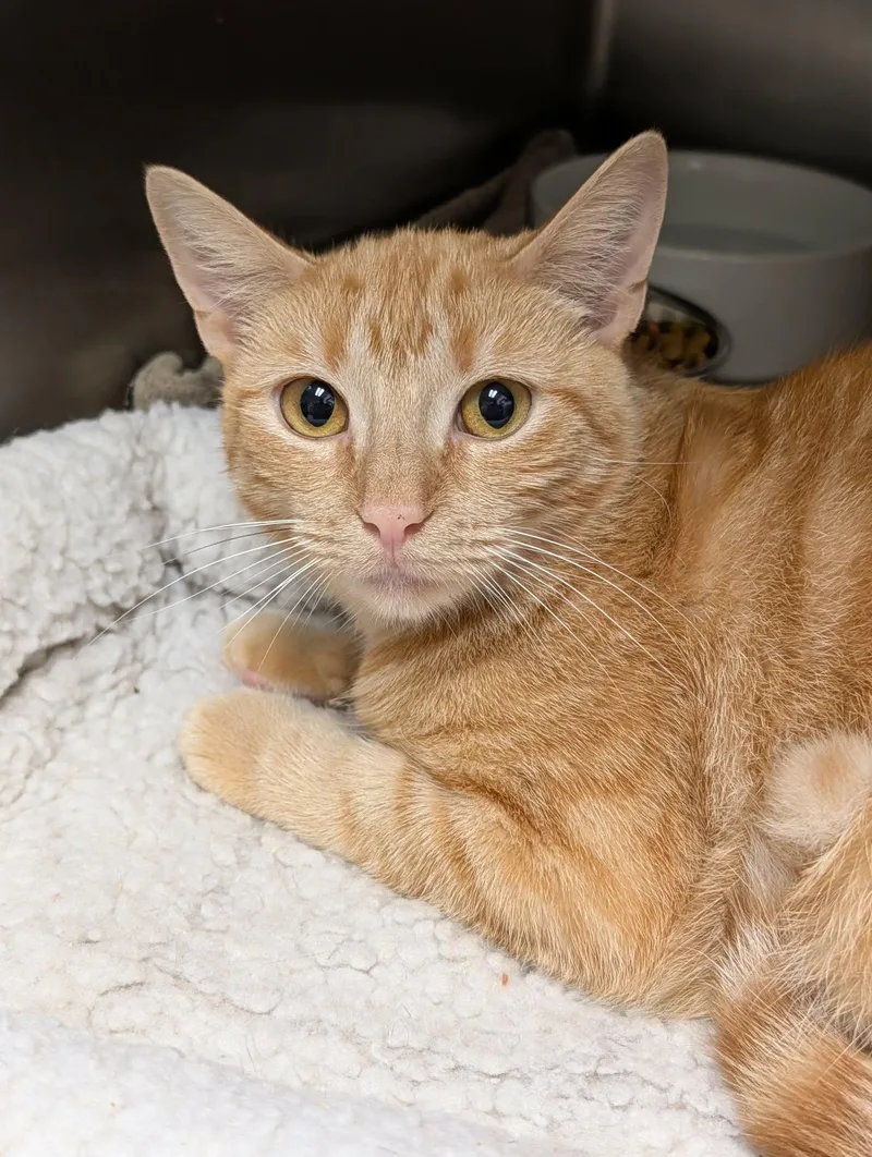 An adult medium-sized female Tabby (Orange / Red) Domestic Short Hair cat named Showgirl for adoption in Chambersburg, PA