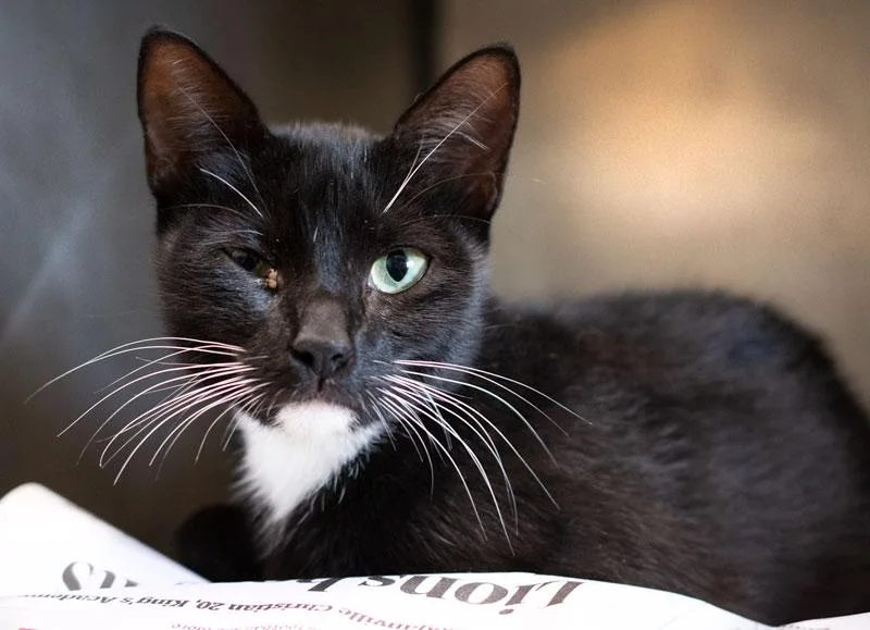 An adult medium-sized female Black & White / Tuxedo Domestic Short Hair cat named Moondrop for adoption in Monroe, GA