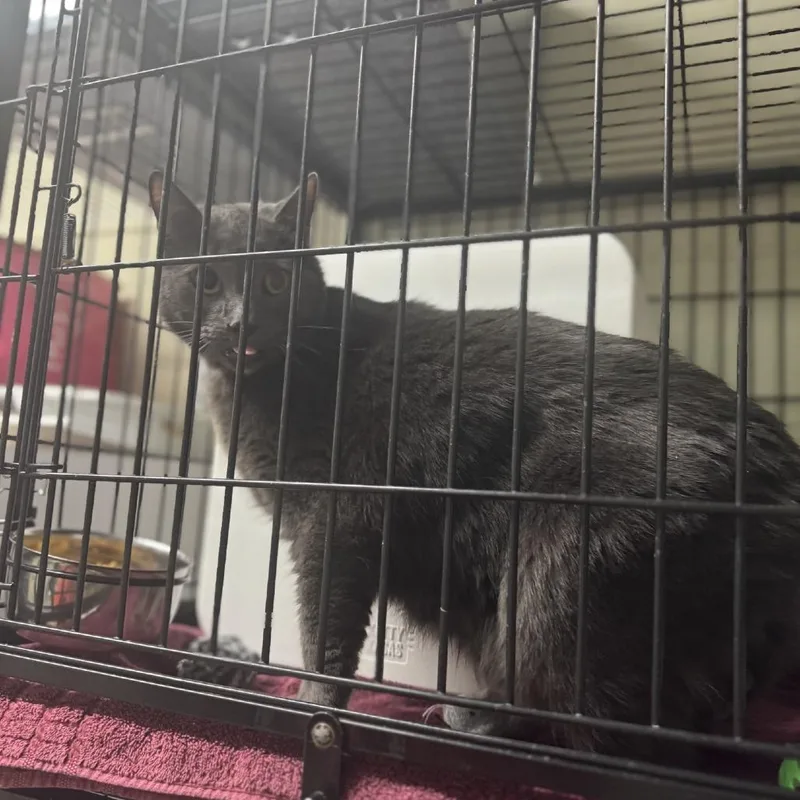 An adult small-sized male Gray / Blue / Silver Domestic Short Hair cat named Foxy for adoption in Columbus, NC