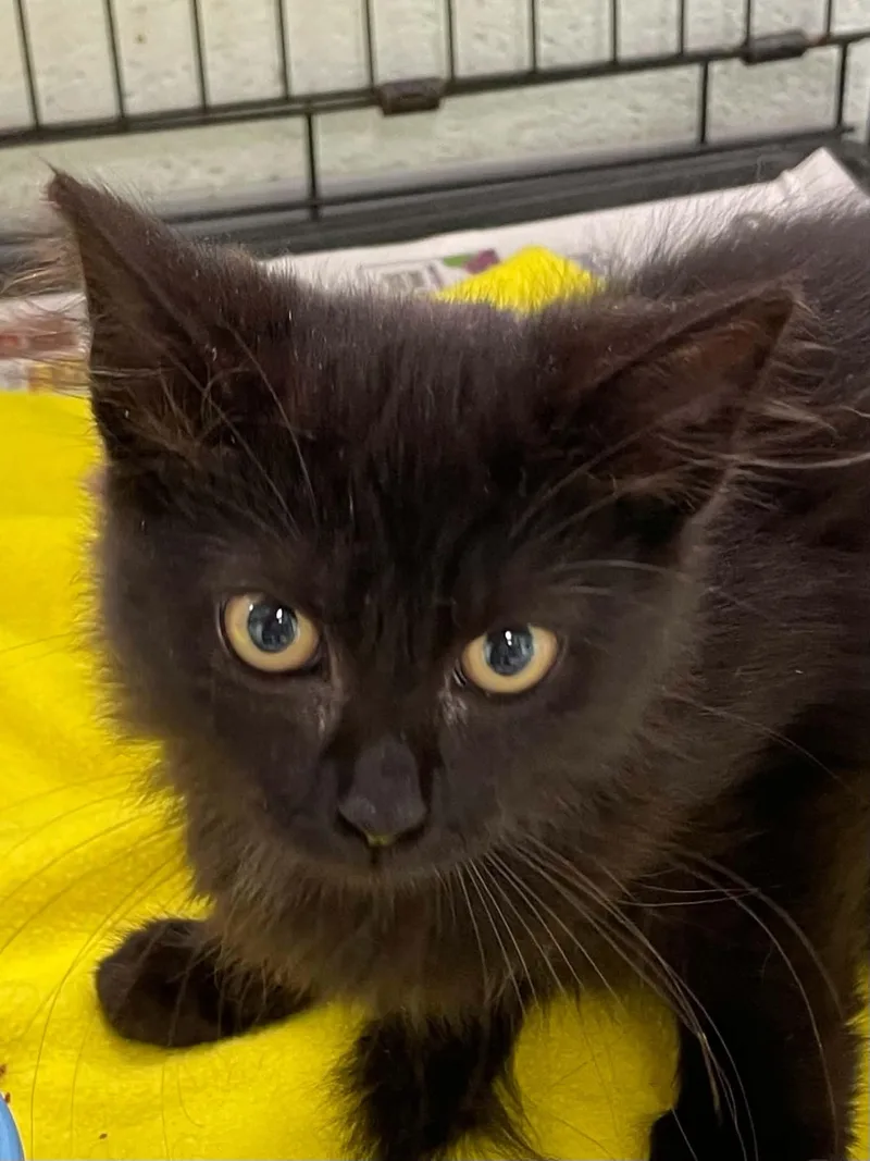 A young medium-sized male Black Domestic Medium Hair cat named Destin for adoption in Covington, VA