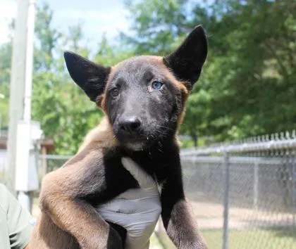 A baby medium-sized female German Shepherd Dog dog named Frostwolf for adoption in Picayune, MS