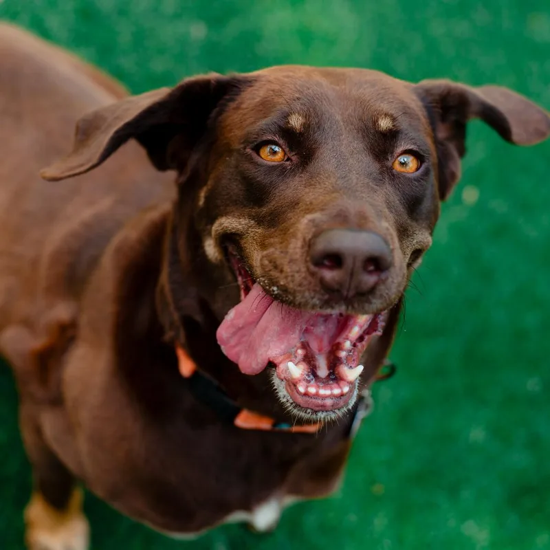 An adult large-sized female Brown / Chocolate Chocolate Labrador Retriever dog named Basil for adoption in Warwick, RI