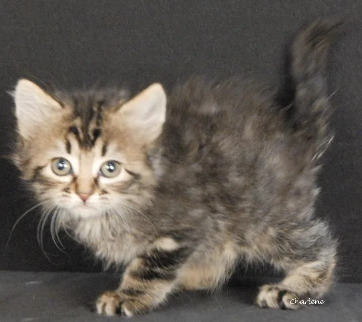 A baby medium-sized female Tabby (Brown / Chocolate) Tabby cat named Trinket for adoption in Newland, NC
