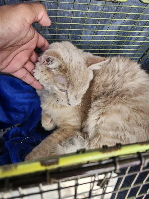 A young large-sized male Domestic Medium Hair cat named Butters for adoption in San Antonio, TX