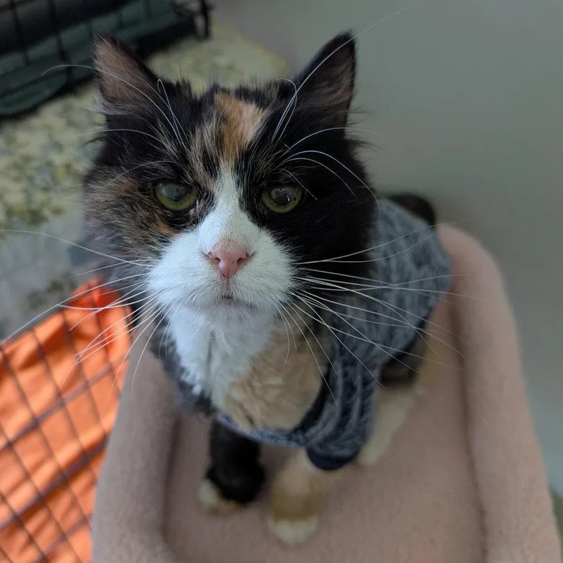 A senior medium-sized female Domestic Long Hair cat named Riley for adoption in New Castle, DE