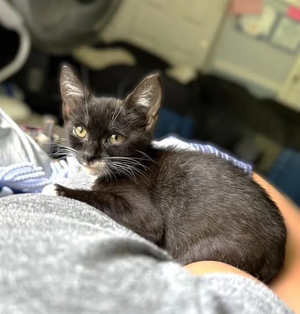 A baby small-sized female Domestic Short Hair cat named Leila Ali for adoption in Sacramento, CA