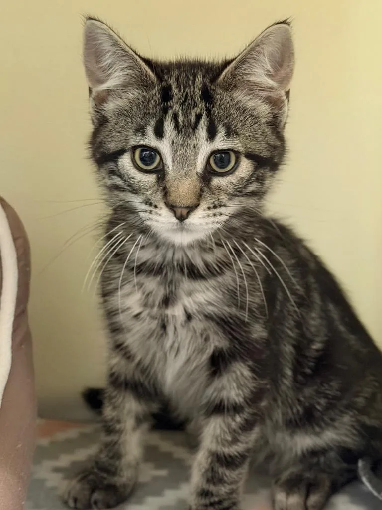 A baby medium-sized male Domestic Short Hair cat named Dunn for adoption in Menomonie, WI