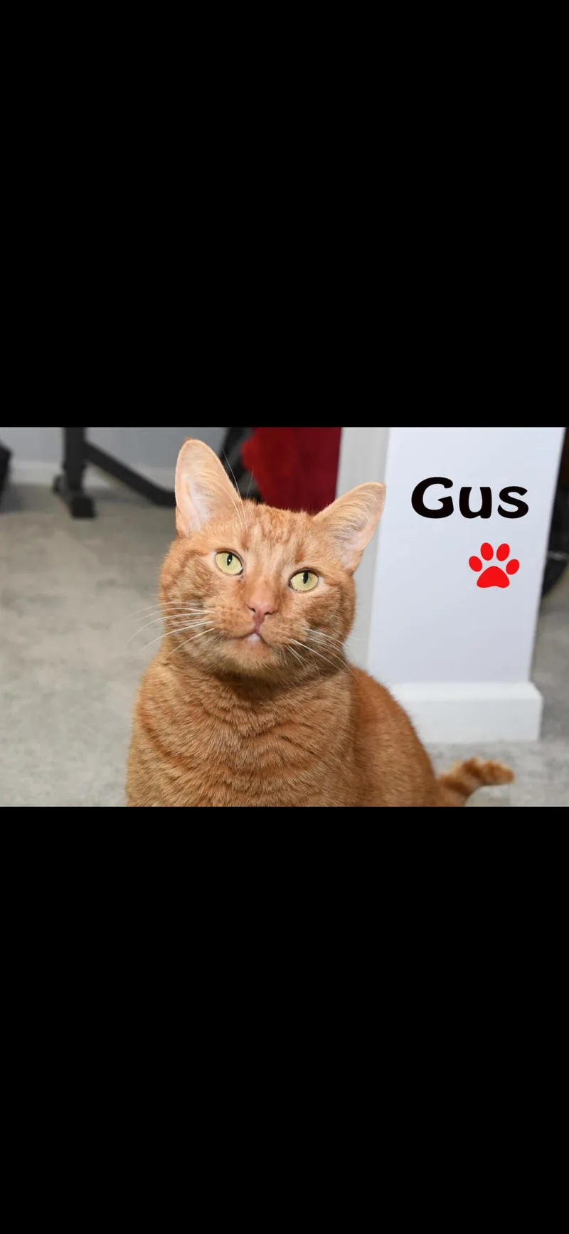 Big Gus thumbnail 4