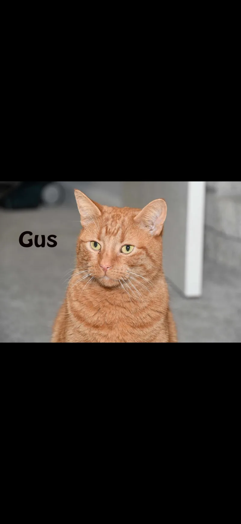 Big Gus thumbnail 5