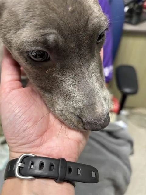 A baby medium-sized male Pit Bull Terrier dog named Putty A for adoption in Plano, TX