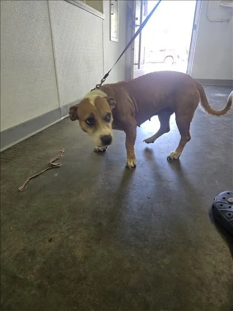 Nala