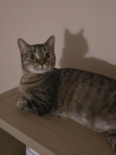 An adult medium-sized female Tabby (Brown / Chocolate) Tabby cat named Tiki for adoption in Liverpool, TX