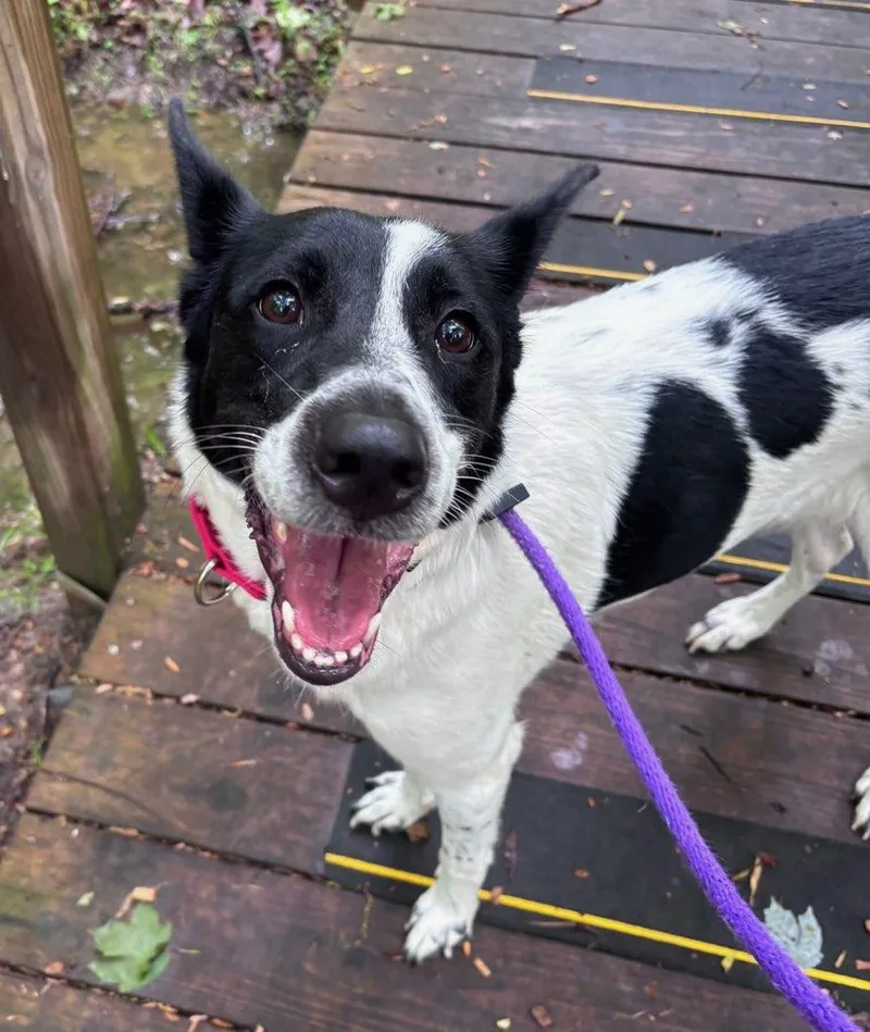An adult medium-sized female Black Border Collie dog named Paisley for adoption in Manassas, VA