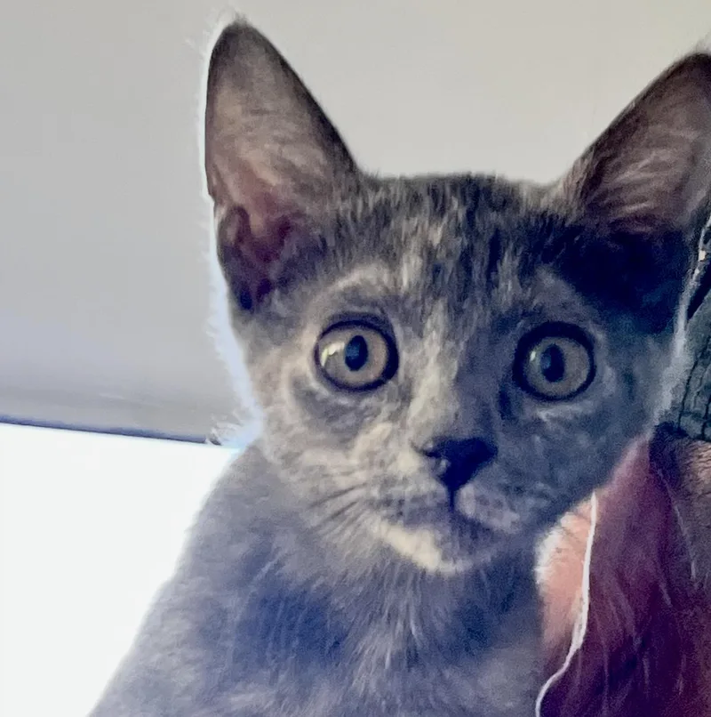 A baby medium-sized female Domestic Short Hair cat named Doll Face for adoption in Sonora, CA