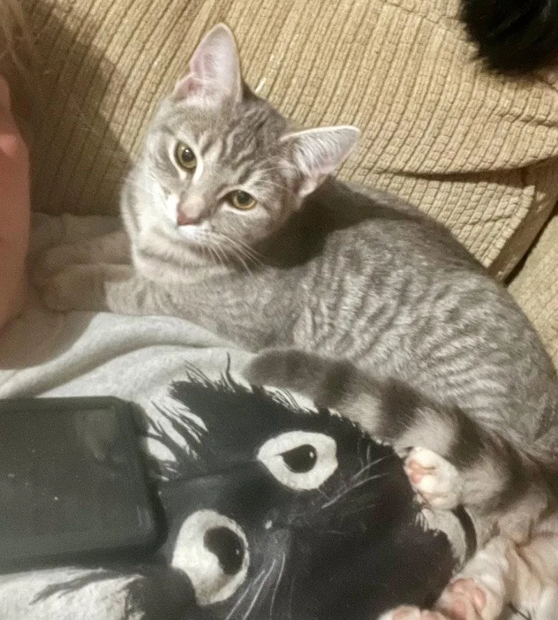 A baby medium-sized female Domestic Short Hair cat named Elara for adoption in Cromwell, KY