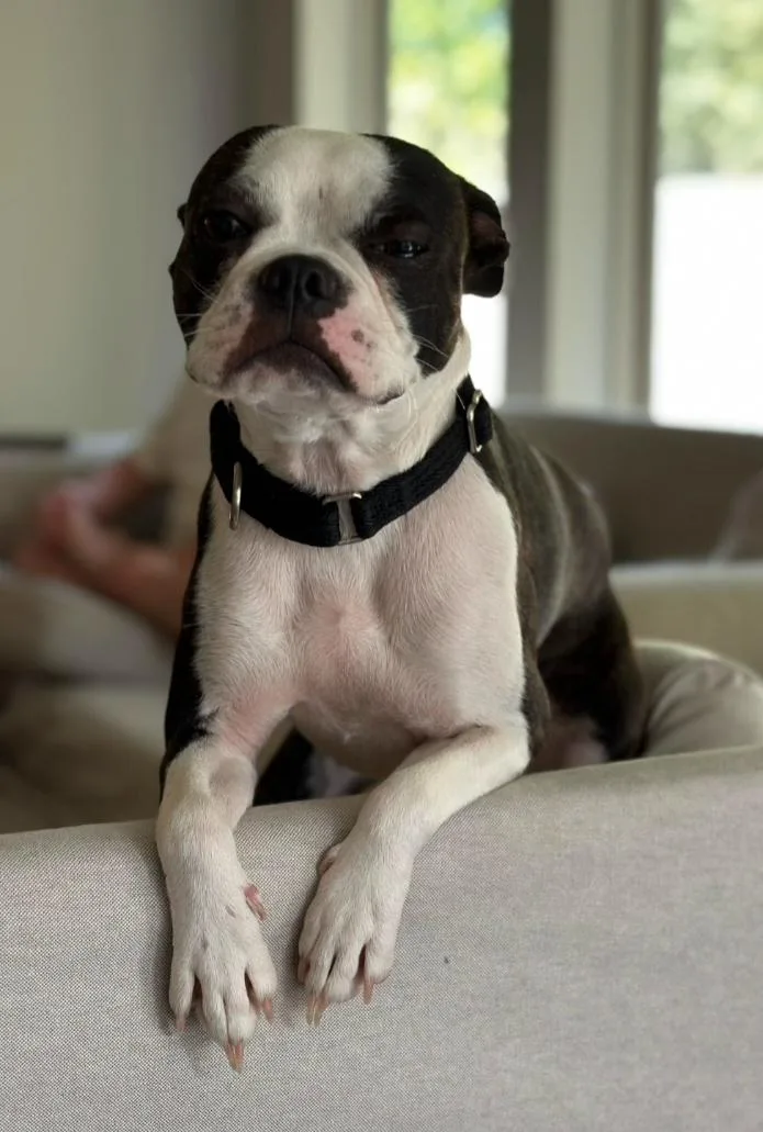 An adult small-sized female Boston Terrier dog named Peppa for adoption in Van Vleck, TX