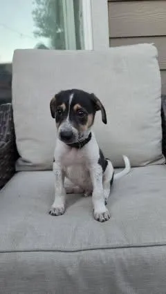 A baby small-sized male Tricolor (Brown, Black, & White) Bluetick Coonhound dog named Balboa for adoption in Colorado Springs, CO