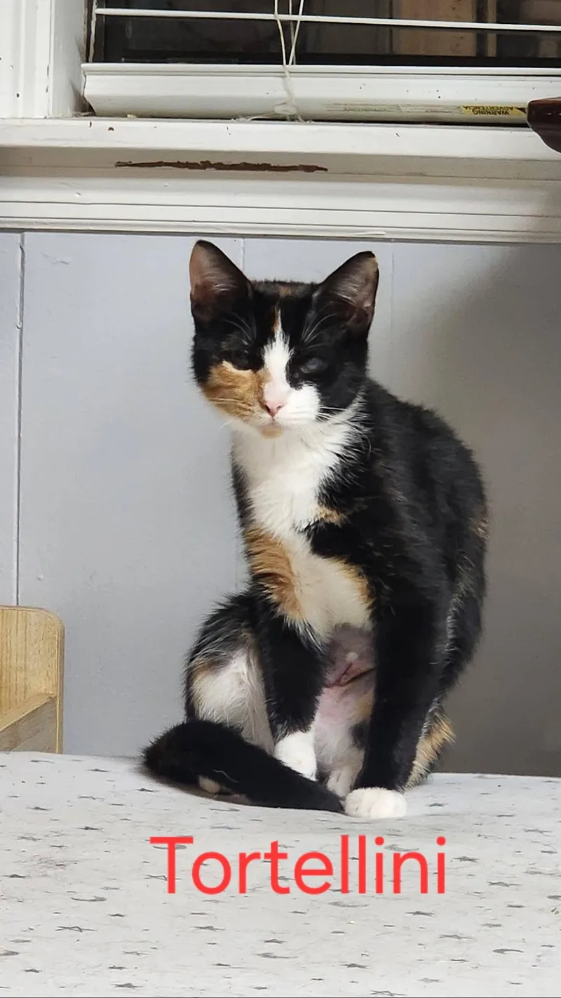 A baby medium-sized female Black & White / Tuxedo Domestic Short Hair cat named Tortellini for adoption in Shrewsbury, MA