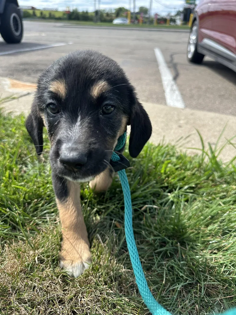 A baby medium-sized female Mixed Breed dog named Bo Peep for adoption in Germantown, OH