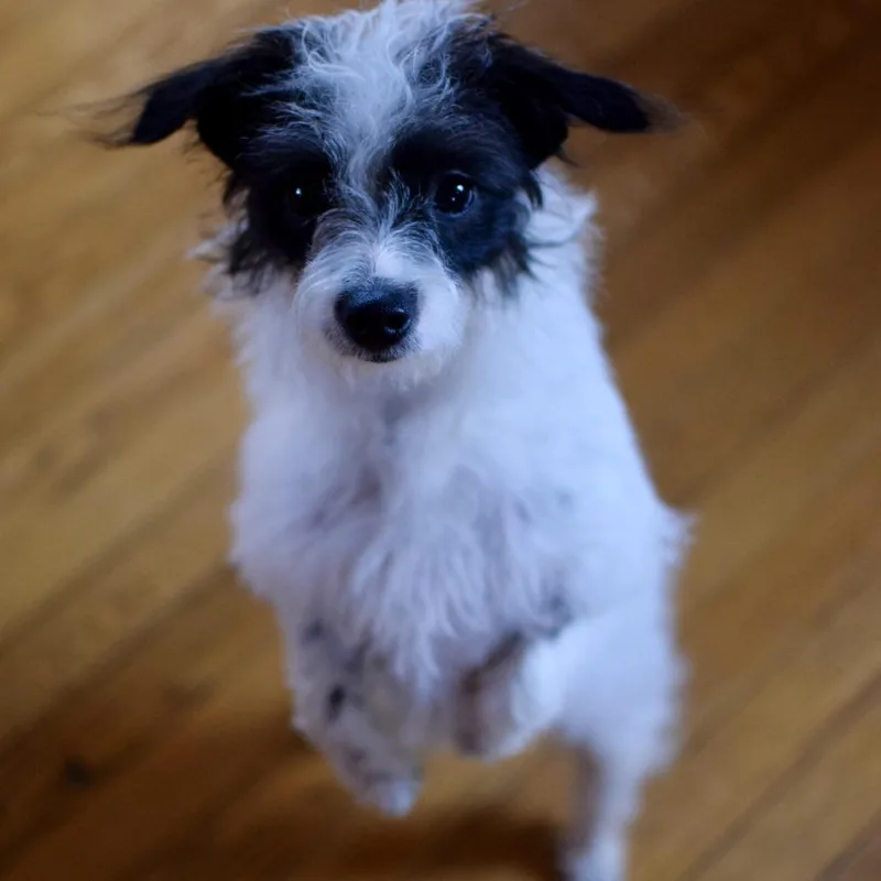 Luna Bean thumbnail 2