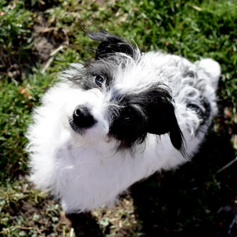 Luna Bean thumbnail 3