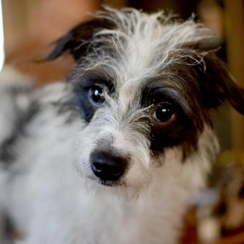 Luna Bean thumbnail 4