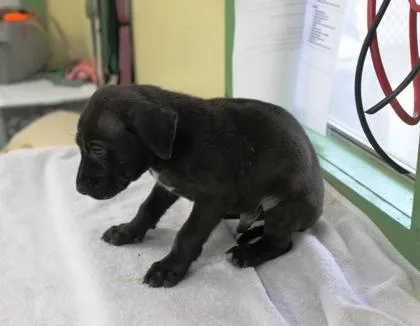A baby medium-sized female Terrier dog named Viva for adoption in Picayune, MS