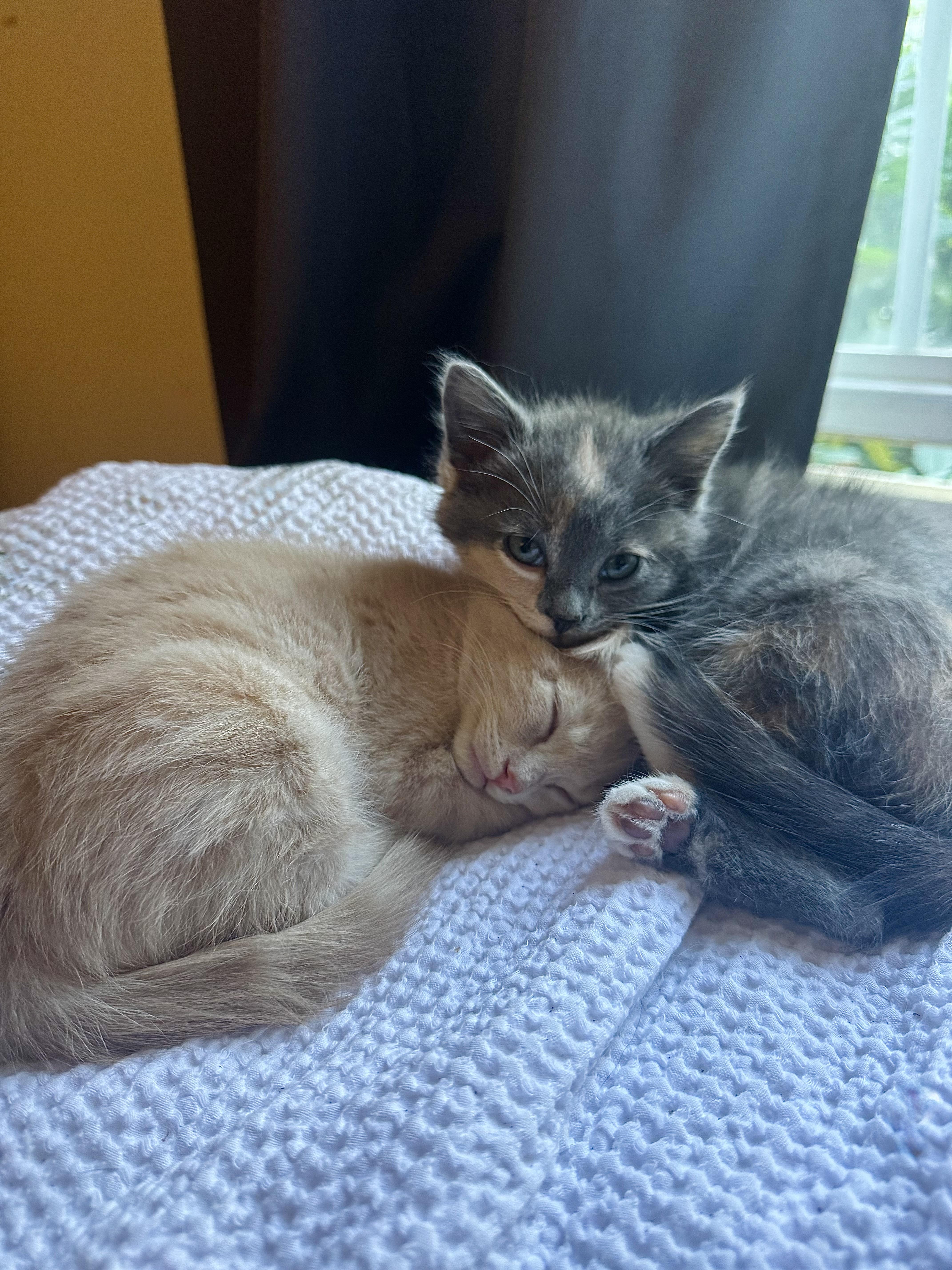 A baby small-sized female Dilute Calico Domestic Short Hair cat named Jordan for adoption in Greenville, SC