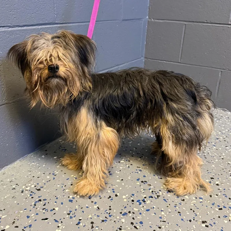 An adult small-sized male Black Yorkshire Terrier dog named Tuscstray for adoption in Tuscaloosa, AL