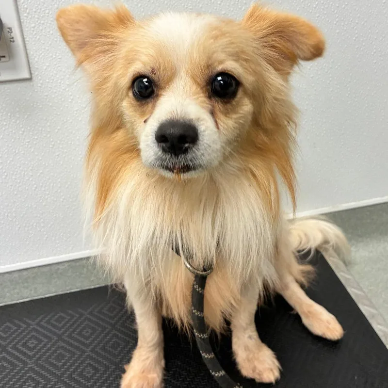 An adult small-sized male White / Cream Pomeranian dog named Hobble for adoption in Abilene, TX