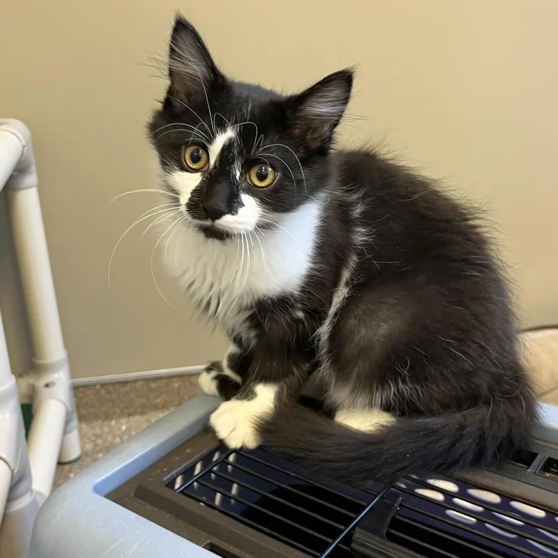 A baby small-sized male Black Domestic Long Hair cat named Cow for adoption in Sonoma, CA