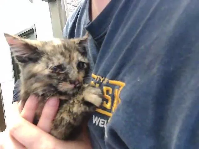 A baby small-sized female Domestic Short Hair cat named Tulip for adoption in Tulsa, OK