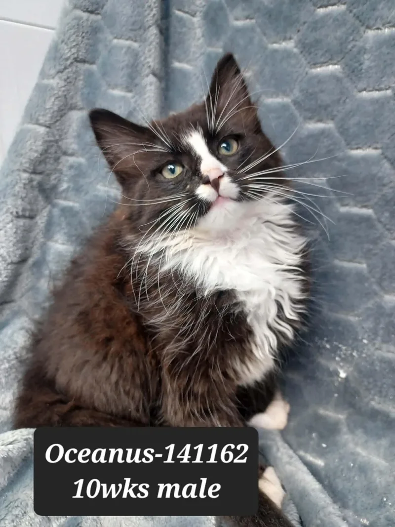 A baby medium-sized male Black & White / Tuxedo Domestic Long Hair cat named Oceanus for adoption in New York, NY