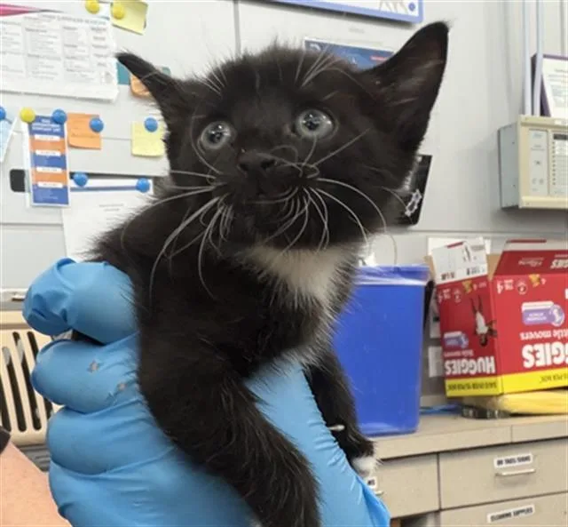 A baby medium-sized female Domestic Short Hair cat named Smores for adoption in Dallas, TX