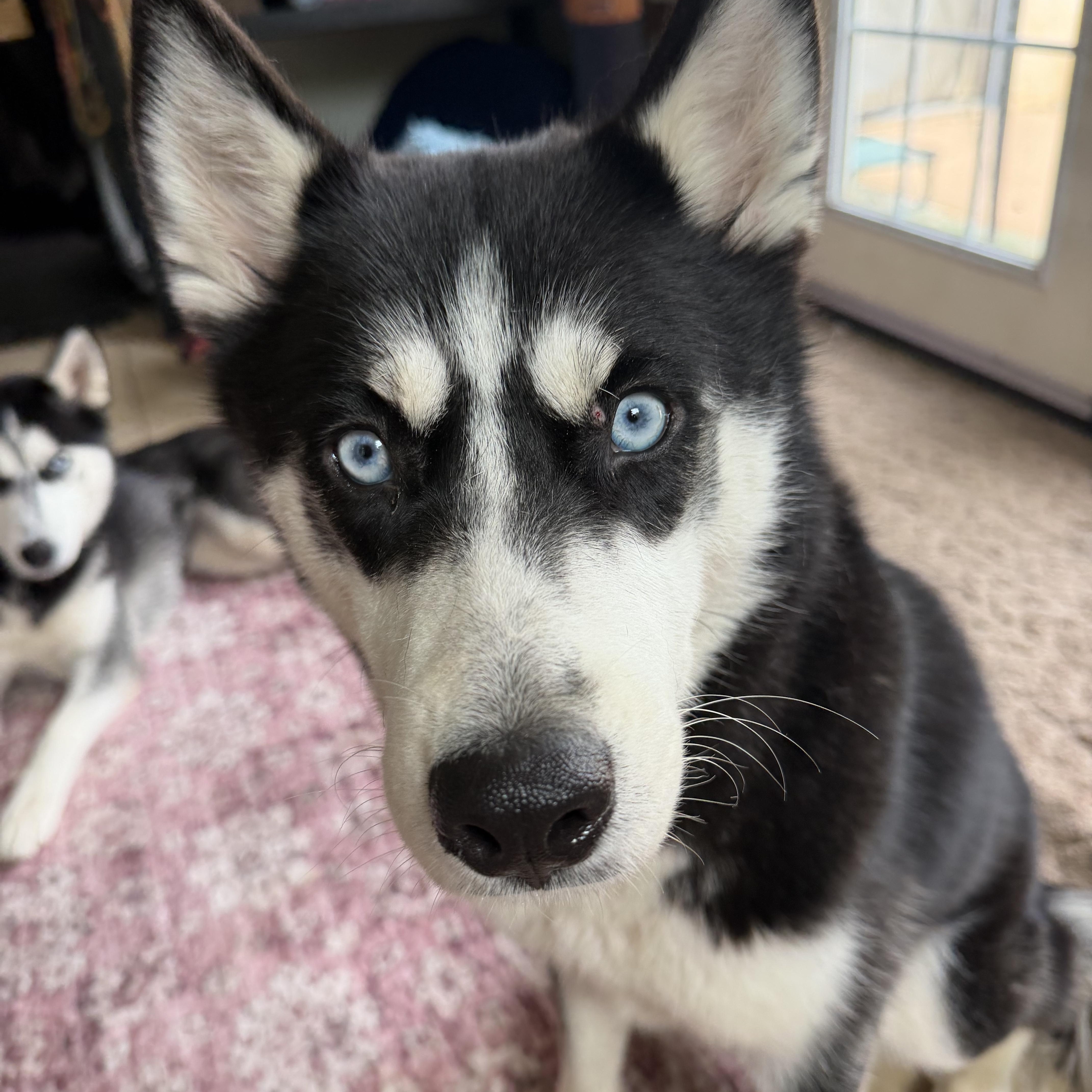 A young medium-sized female Black Siberian Husky dog named Liberty "Libby" Bell for adoption in Spring City, PA