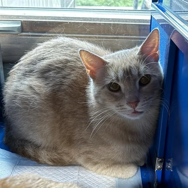 A young small-sized male Domestic Short Hair cat named Henry for adoption in Westminster, MD