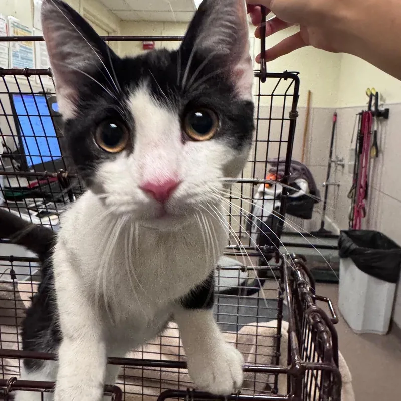 A baby medium-sized female White Domestic Short Hair cat named Connor for adoption in Chicago, IL