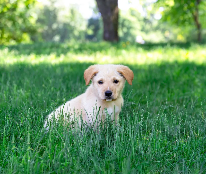 A young medium-sized male Great Pyrenees dog named Pyryellow Lab Pup Boys for adoption in Coatesville, PA
