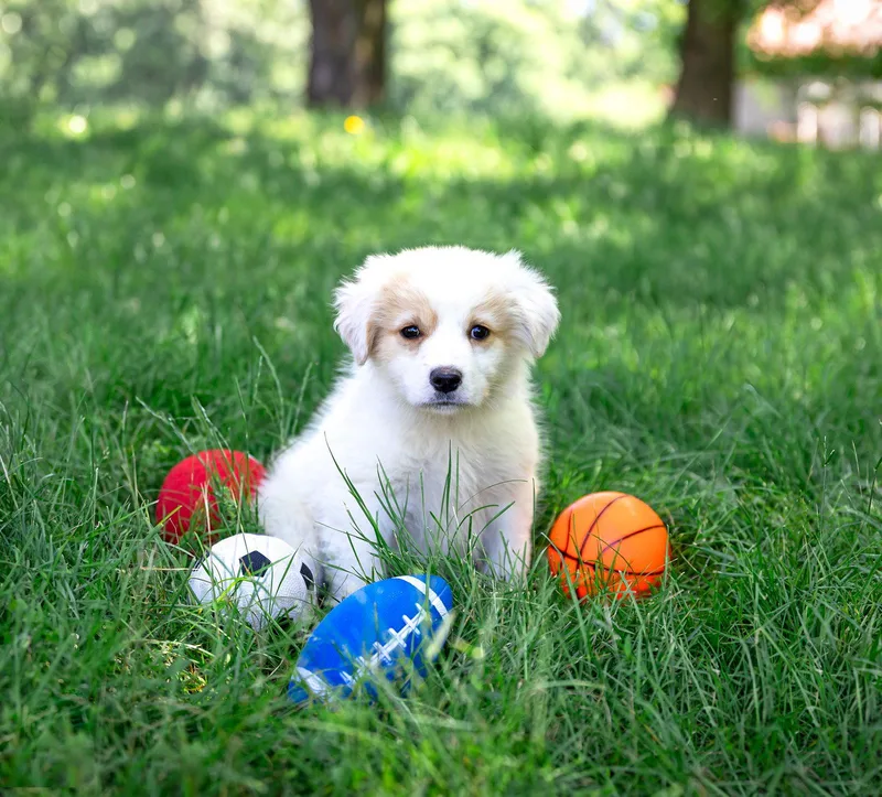 Pyryellow Lab Pup Boys thumbnail 3