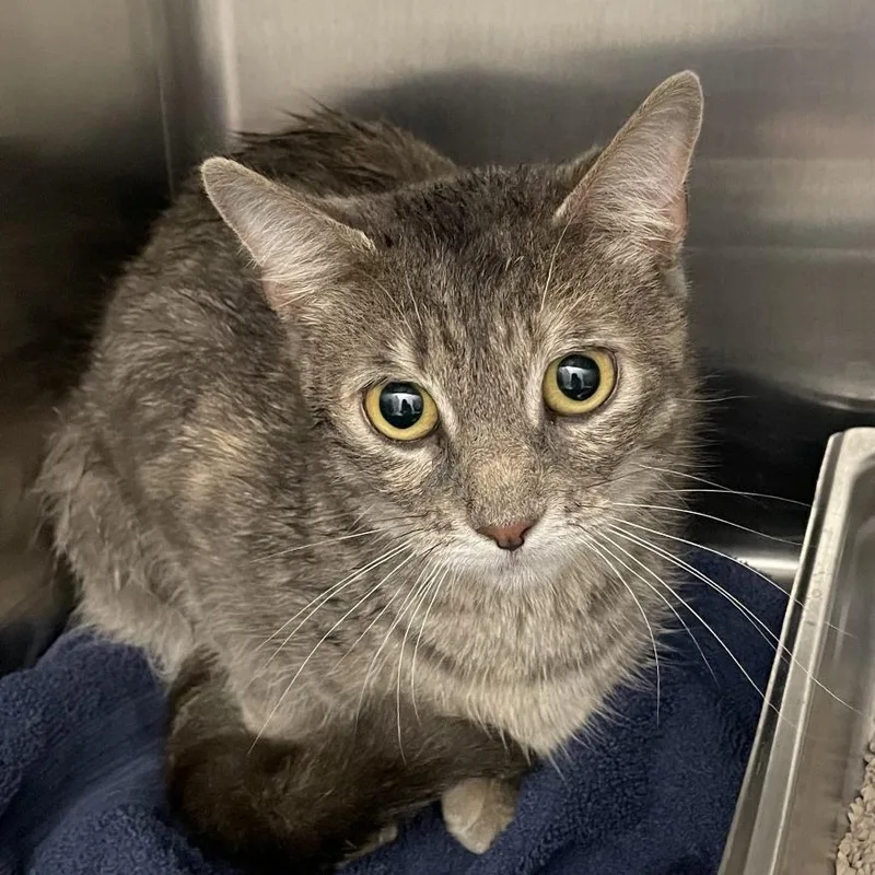 A young medium-sized female Tortoiseshell Domestic Short Hair cat named Felicia for adoption in Ballston Spa, NY