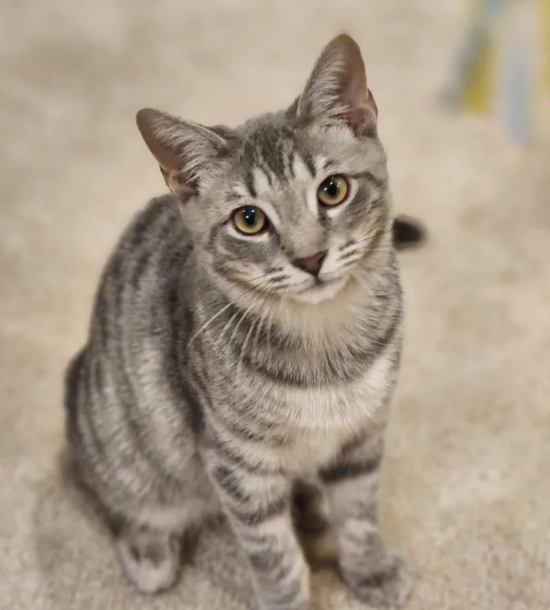 A baby medium-sized female Tabby (Buff / Tan / Fawn) Domestic Short Hair cat named Ivey for adoption in Cincinnati, OH