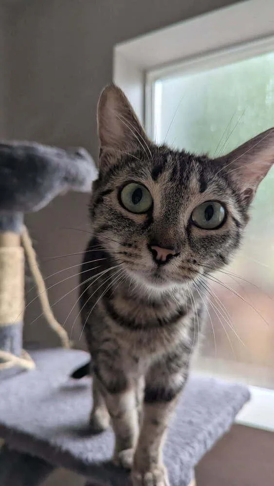 A young medium-sized female Domestic Short Hair cat named Bilby for adoption in Vancouver, WA