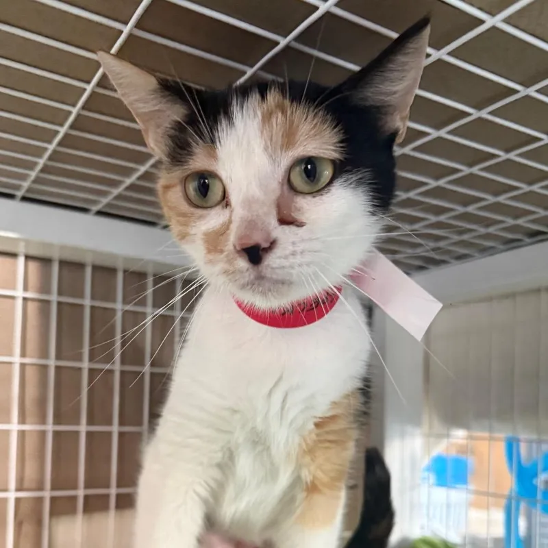 A young medium-sized female Domestic Short Hair cat named Speckles for adoption in Chicago, IL