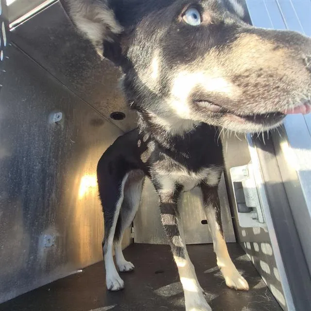 A young medium-sized female Husky dog named A for adoption in San Antonio, TX