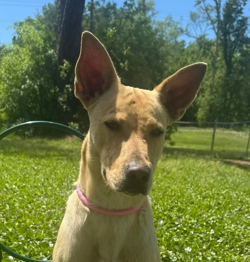 An adult medium-sized female Yellow / Tan / Blond / Fawn Carolina Dog dog named Betty for adoption in Syracuse, NY